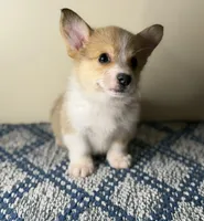 Billy, a male Pembroke Welsh Corgi for sale in Lexington, KY – Photo 4 of 5