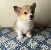 Billy, a male Pembroke Welsh Corgi for sale in Lexington, KY – Photo 2 of 5