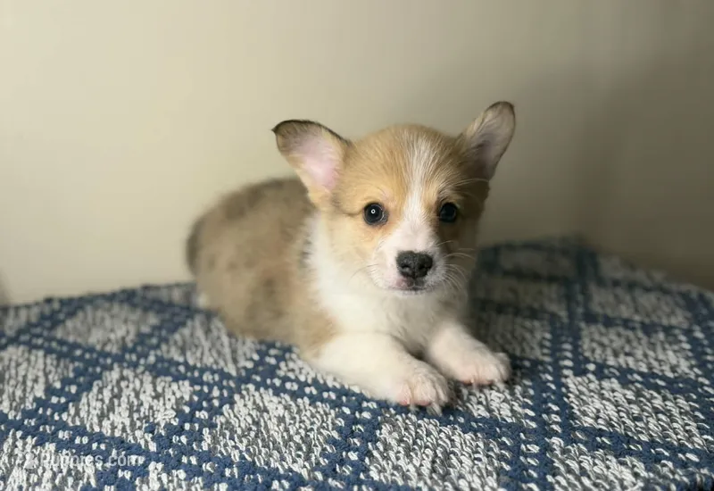 Billy – Pembroke Welsh Corgi puppy for sale in Lexington, KY