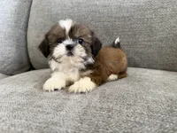 Presley, a female Shih Tzu for sale in Lexington, KY – 4 of 6