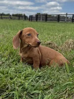  Violet, a female Dachshund and Miniature Dachshund for sale in Lexington, KY – 6 of 6