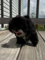 Betty , a female Shih Tzu for sale in Lexington, KY – 6 of 6