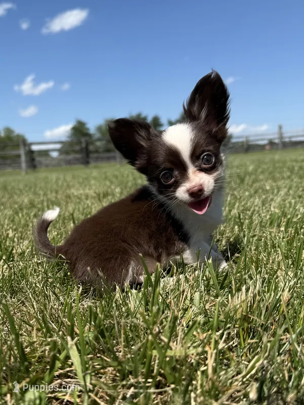 Chip – Chihuahua puppy for sale in Lexington, KY