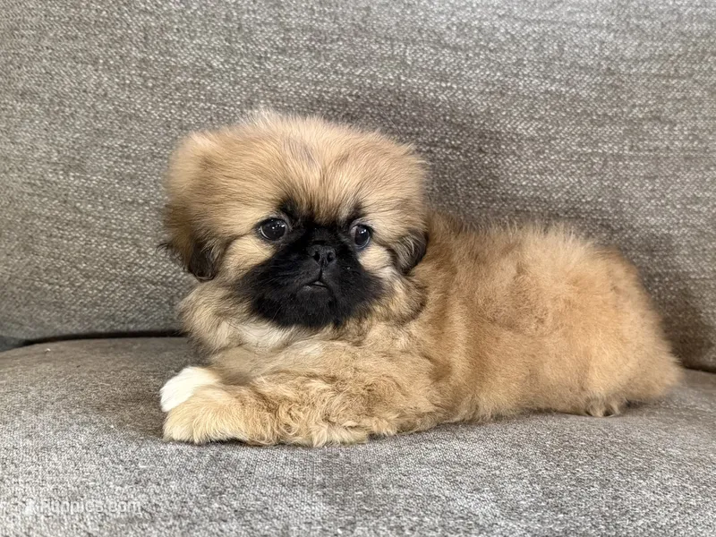 Fergus – Pekingese puppy on hold in Lexington, KY