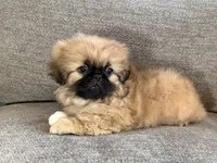 Fergus, a male Pekingese for sale in Lexington, KY – 1 of 7