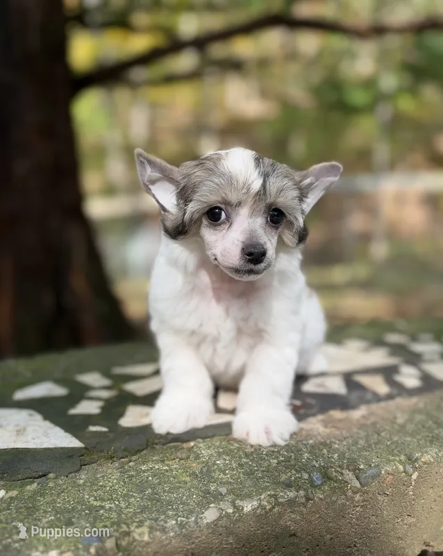 BingBong – Chinese Crested puppy for sale in Lexington, KY