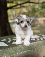 BingBong, a male Chinese Crested for sale in Lexington, KY – 1 of 7