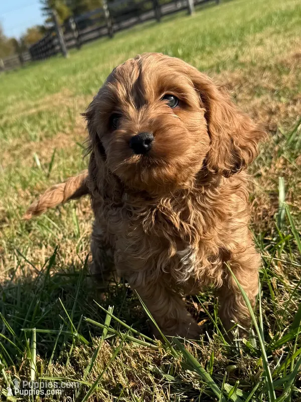 Walter  – Cockapoo puppy for sale in Lexington, KY