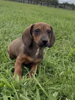 Scout, a male Dachshund and Miniature Dachshund for sale in Lexington, KY – 2 of 4