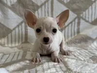 processed/8eb96620-9793-4e9d-80b7-df6d39b48b81/listing/716490fc-f090-47cf-9bd9-319caa63b599/fe3296f7-8cd4-4773-808f-80a1cd3fd3f2