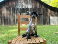 Dumbo, Ch sired , a male Chinese Crested for sale in Lexington, KY – 2 of 10