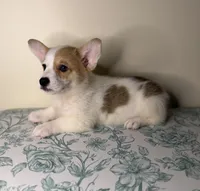 Fergus , a male Pembroke Welsh Corgi for sale in Lexington, KY – Photo 2 of 3