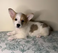 Fergus , a male Pembroke Welsh Corgi for sale in Lexington, KY – Photo 3 of 3