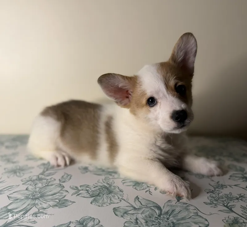 Fergus  – Pembroke Welsh Corgi puppy for sale in Lexington, KY