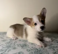 Fergus , a male Pembroke Welsh Corgi for sale in Lexington, KY – Photo 1 of 3