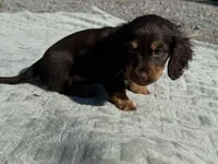 Tillie , a female Dachshund and Miniature Dachshund for sale in Lexington, KY – 7 of 9
