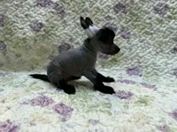 Dolby, a male Chinese Crested for sale in Lexington, KY – 2 of 6