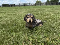 Rumsfeld, a male Dachshund and Miniature Dachshund for sale in Lexington, KY – 6 of 6