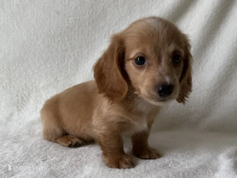 Wonka  – Dachshund, Miniature Dachshund puppy for sale in Lexington, KY
