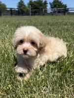 Dixie, a female Maltipoo for sale in Lexington, KY – 2 of 5