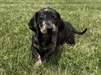 Jasper , a male Dachshund and Miniature Dachshund for sale in Lexington, KY – 6 of 6