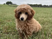 Romeo, a male Poodle - Toy  and Poodle - Miniature  for sale in Lexington, KY – 4 of 5