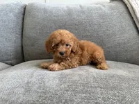 Juniper , a female Poodle - Toy  and Poodle - Miniature  for sale in Lexington, KY – 4 of 5