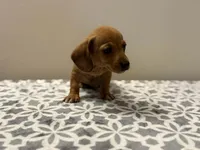 Walker , a male Dachshund and Miniature Dachshund for sale in Lexington, KY – Photo 2 of 4