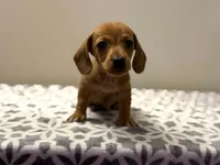 Walker , a male Dachshund and Miniature Dachshund for sale in Lexington, KY – Photo 1 of 4