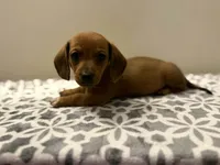 Walker , a male Dachshund and Miniature Dachshund for sale in Lexington, KY – Photo 3 of 4