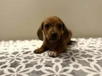 Walker , a male Dachshund and Miniature Dachshund for sale in Lexington, KY – Photo 4 of 4