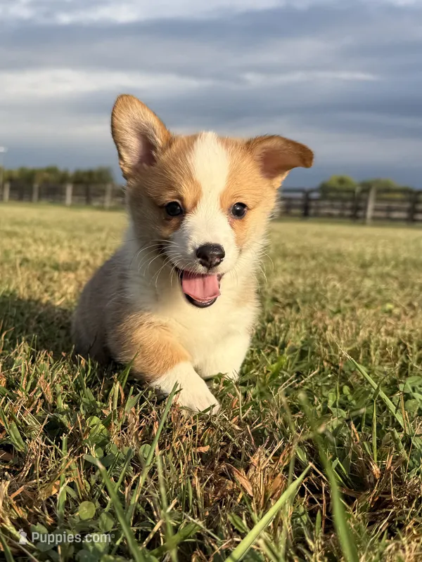 Irwin  – Pembroke Welsh Corgi puppy for sale in Lexington, KY