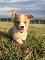 Irwin , a male Pembroke Welsh Corgi for sale in Lexington, KY – 1 of 6