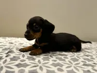 Mae , a female Dachshund and Miniature Dachshund for sale in Lexington, KY – Photo 3 of 3