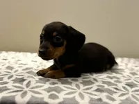 Mae , a female Dachshund and Miniature Dachshund for sale in Lexington, KY – Photo 1 of 3