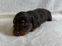 Otis , a male Dachshund and Miniature Dachshund for sale in Lexington, KY – Photo 4 of 5