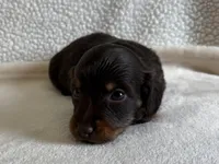 Otis , a male Dachshund and Miniature Dachshund for sale in Lexington, KY – Photo 3 of 5