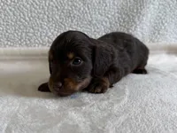 Otis , a male Dachshund and Miniature Dachshund for sale in Lexington, KY – Photo 5 of 5