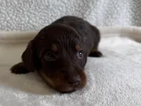 Otis , a male Dachshund and Miniature Dachshund for sale in Lexington, KY – Photo 2 of 5