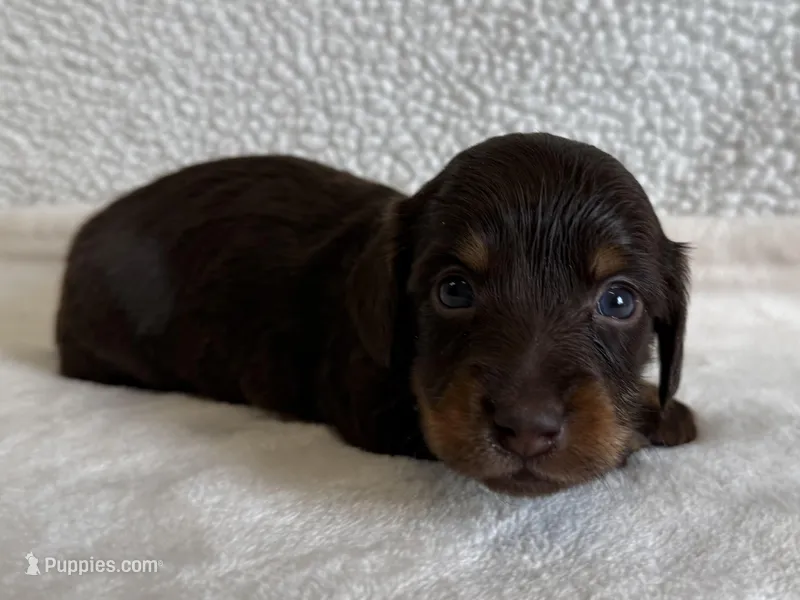 Otis  – Dachshund, Miniature Dachshund puppy for sale in Lexington, KY