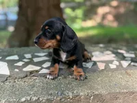 Lock, a female Dachshund and Miniature Dachshund for sale in Lexington, KY – 3 of 3