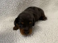 Dot , a female Dachshund and Miniature Dachshund for sale in Lexington, KY – Photo 2 of 6