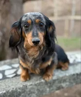 Dot , a female Dachshund and Miniature Dachshund for sale in Lexington, KY – Photo 5 of 6