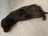 Dot , a female Dachshund and Miniature Dachshund for sale in Lexington, KY – Photo 4 of 6