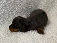 Dot , a female Dachshund and Miniature Dachshund for sale in Lexington, KY – Photo 3 of 6