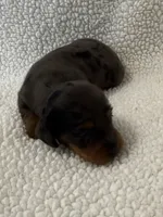 Dot , a female Dachshund and Miniature Dachshund for sale in Lexington, KY – Photo 1 of 6