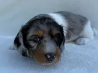 Lexie, a female Dachshund and Miniature Dachshund for sale in Lexington, KY – 10 of 10