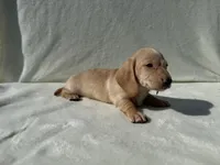 Willis, a male Dachshund and Miniature Dachshund for sale in Lexington, KY – 3 of 3