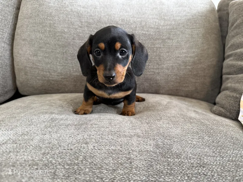 Walker  – Dachshund, Miniature Dachshund puppy for sale in Lexington, KY
