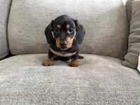 Walker , a male Dachshund and Miniature Dachshund for sale in Lexington, KY – 1 of 6